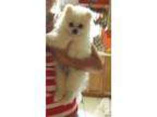 Pomeranian Puppy for sale in BELLE VERNON, PA, USA