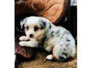 Miniature Australian Shepherd Puppy for sale in Gravois Mills, MO, USA