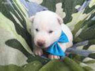 Siberian Husky Puppy for sale in Narvon, PA, USA