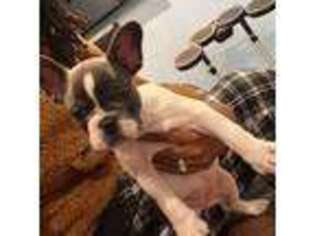 French Bulldog Puppy for sale in Dallas, GA, USA