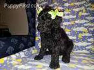 Mutt Puppy for sale in Clanton, AL, USA