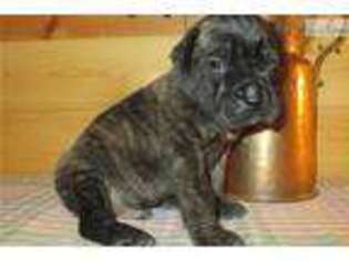 Mastiff Puppy for sale in Springfield, MO, USA