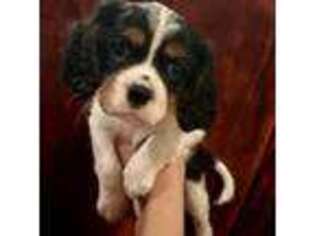 Cavalier King Charles Spaniel Puppy for sale in Montgomery Center, VT, USA