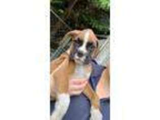 Boxer Puppy for sale in Ansonia, CT, USA