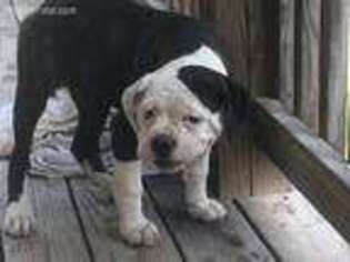 American Bulldog Puppy for sale in Crossville, TN, USA
