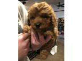 Cavapoo Puppy for sale in Okarche, OK, USA