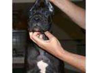 Great Dane Puppy for sale in Coarsegold, CA, USA