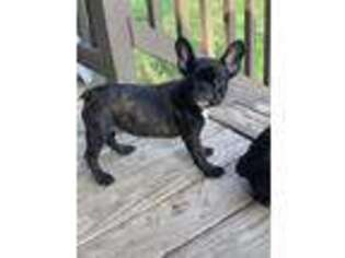 French Bulldog Puppy for sale in Coldspring, TX, USA