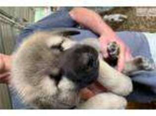 Anatolian Shepherd Puppy for sale in Nashville, TN, USA