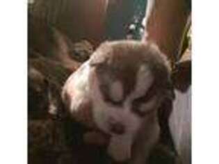 Siberian Husky Puppy for sale in Saint Paul, MN, USA