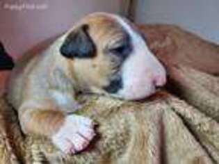 Bull Terrier Puppy for sale in Boise, ID, USA