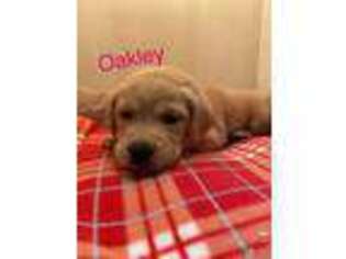 Labrador Retriever Puppy for sale in Benton, AR, USA