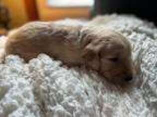 Goldendoodle Puppy for sale in Collins, IA, USA