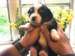 Australian Shepherd Puppy for sale in Crawfordsville, IN, USA