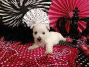 West Highland White Terrier Puppy for sale in Rio Rico, AZ, USA