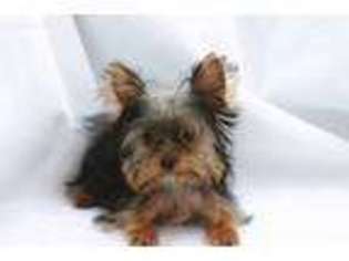 Yorkshire Terrier Puppy for sale in Tomball, TX, USA