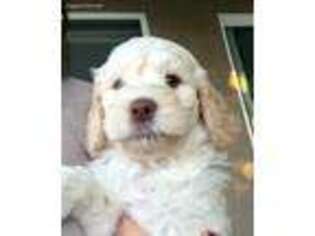 Labradoodle Puppy for sale in Lincoln, CA, USA