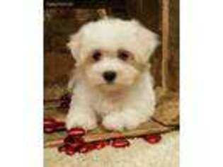 Maltese Puppy for sale in Center Ridge, AR, USA