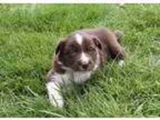 Border Collie Puppy for sale in Grand Ledge, MI, USA