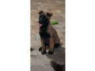 Belgian Malinois Puppy for sale in Hialeah, FL, USA