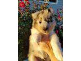 Shetland Sheepdog Puppy for sale in Kennedyville, MD, USA