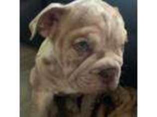Bulldog Puppy for sale in Wright City, MO, USA