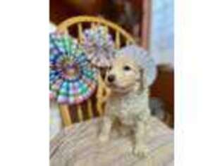 Mutt Puppy for sale in Palmer, AK, USA