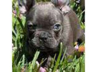 French Bulldog Puppy for sale in Easton, PA, USA