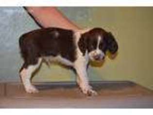 Brittany Puppy for sale in New Athens, IL, USA