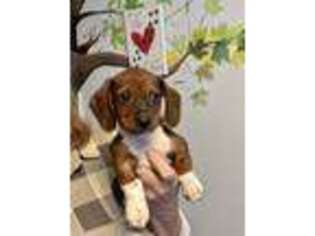 Dachshund Puppy for sale in Gurnee, IL, USA
