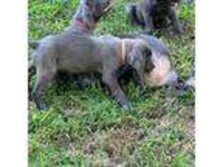 Cane Corso Puppy for sale in Collinsville, IL, USA