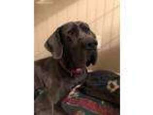 Great Dane Puppy for sale in Johnstown, PA, USA