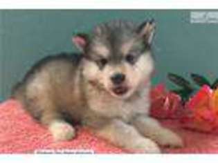 Medium Photo #1 Alaskan Malamute Puppy For Sale in Unknown, USA