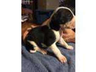 Great Dane Puppy for sale in Bradford, OH, USA