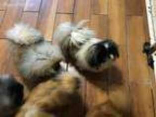 Pekingese Puppy for sale in Carrollton, OH, USA