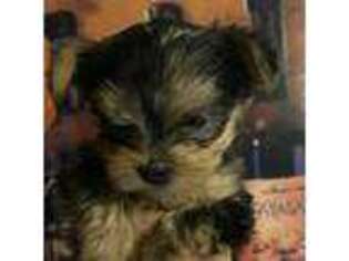 Yorkshire Terrier Puppy for sale in Arizona City, AZ, USA
