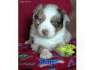 Australian Shepherd Puppy for sale in Richland Center, WI, USA