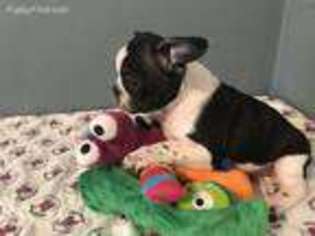 French Bulldog Puppy for sale in Cloquet, MN, USA