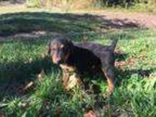 Airedale Terrier Puppy for sale in Vincent, OH, USA