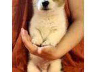 Pembroke Welsh Corgi Puppy for sale in Atlanta, TX, USA