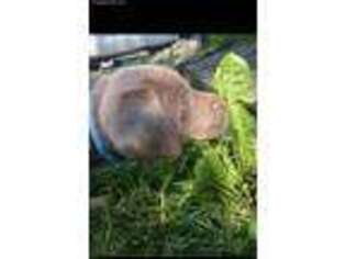 Labrador Retriever Puppy for sale in Batesville, IN, USA