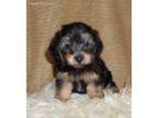 Mutt Puppy for sale in Irvona, PA, USA