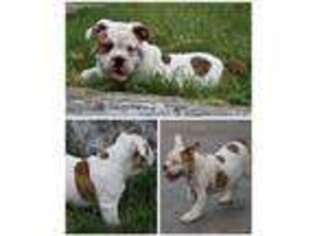 Olde English Bulldogge Puppy for sale in Neosho, MO, USA