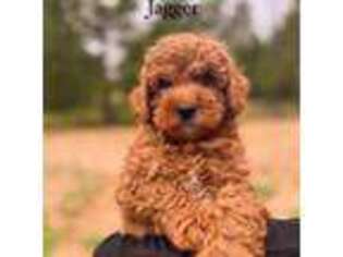 Goldendoodle Puppy for sale in Ridgefield, WA, USA