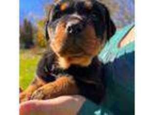 Rottweiler Puppy for sale in Tower City, PA, USA