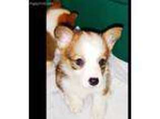 Pembroke Welsh Corgi Puppy for sale in Laredo, TX, USA