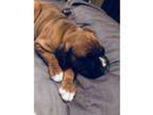 Boxer Puppy for sale in Warwick, RI, USA