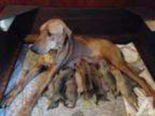 Rhodesian Ridgeback Puppy for sale in OSWEGO, NY, USA