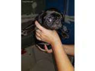 Pug Puppy for sale in Corpus Christi, TX, USA