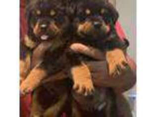 Rottweiler Puppy for sale in Hughesville, MD, USA